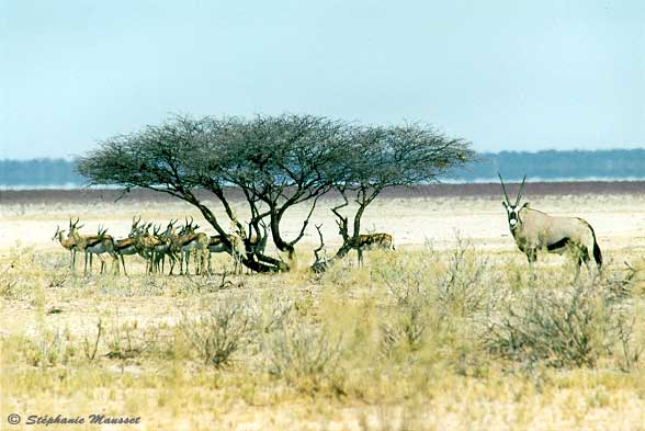 oryx and herd of springboks