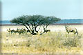 Namibian wildlife