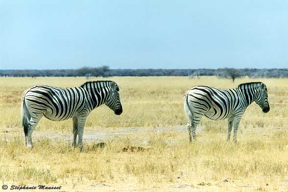 Zebras in yellow dry grass