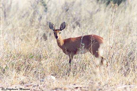 raphicere steenbok dans le Kalahari