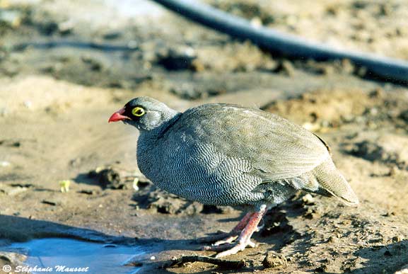 Francolin à bec rouge