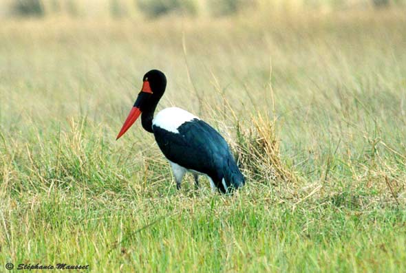 cigogne jabiru dans les herbes hautes du Botswana