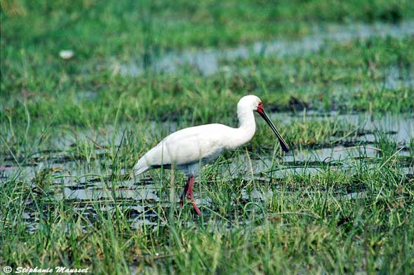 spatule blanche cherchant une proie dans l'eau