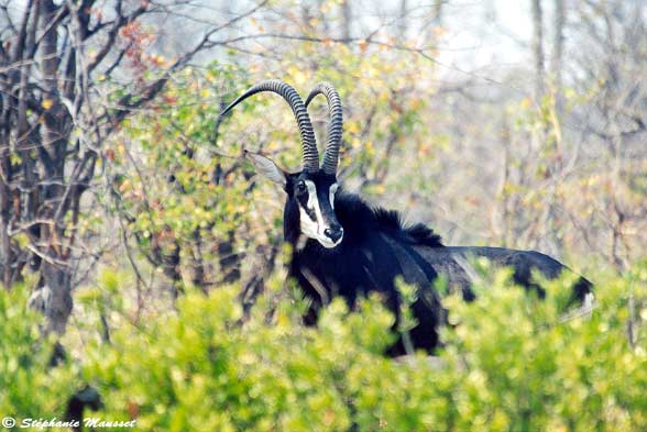 antilope sable du Botswana