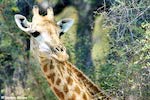 Girafe