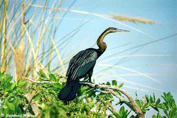 Anhinga en recherche de proie