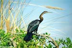 Anhinga