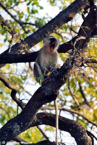 Vervet bleu gueule ouverte canines proéminentes