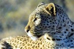 léopard Afrique du sud