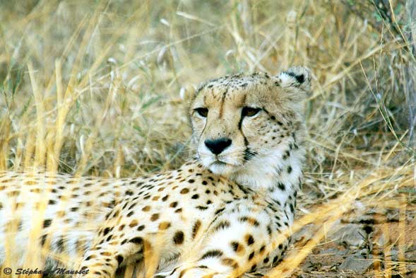 guépard dans les herbes jaunies