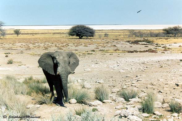 Eléphant dans le pan d'Etosha