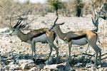 Springbok