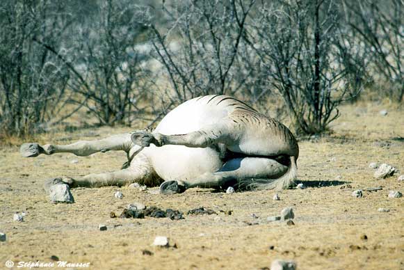 Zèbre raide mort dans la savane