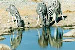 Zèbres du parc Etosha Namibie