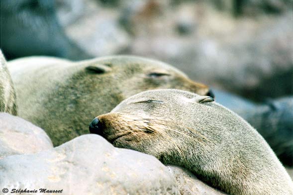 otaries à fourrure se reposant