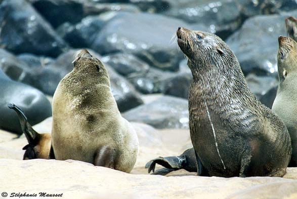 couple d'otaries à fourrure sur une plage namibienne