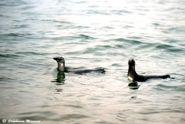 manchots du cap nagent dans l'océan