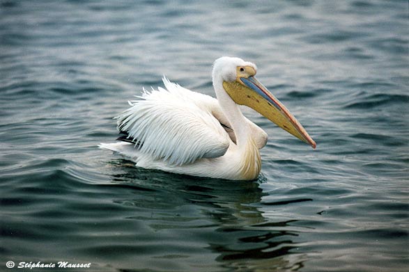 pélican sur l'eau