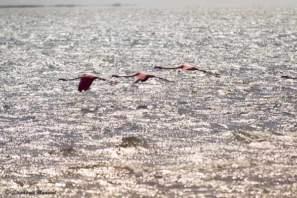 vol de flamants roses