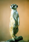 suricate