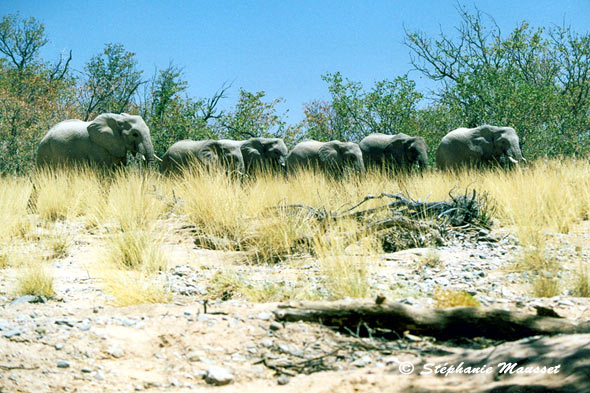 éléphants du désert du Damaraland