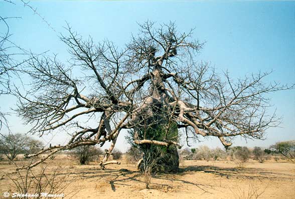 Baobab du Kalahari