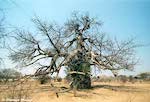 Baobab du Kalahari