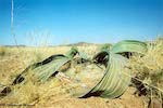 Welwitschia mirabilis