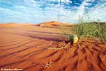 Namib desert landscape