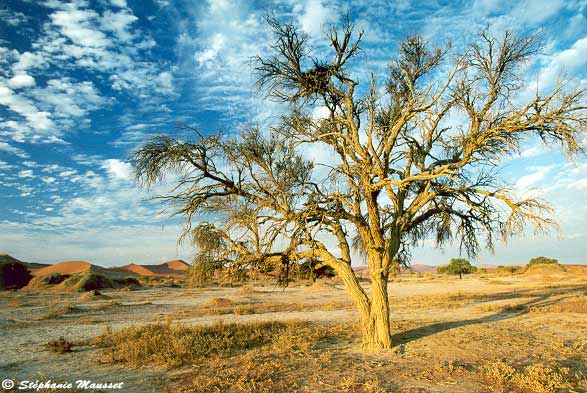 bientôt le coucher de soleil dans le désert du Namib