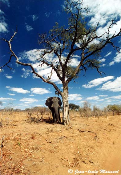 Pic of the month winner: Chobe game drive landscape