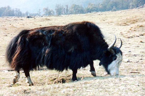 Nepali yak