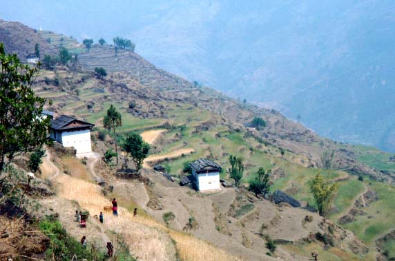 Culture en terrasse au Népal