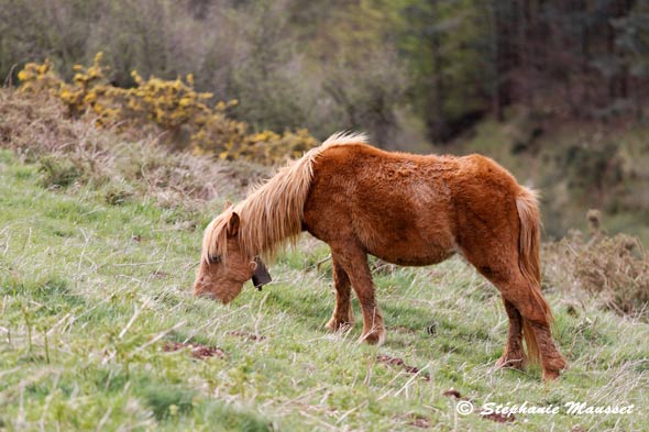 Cheval basque, le pottok montagne de la rhune