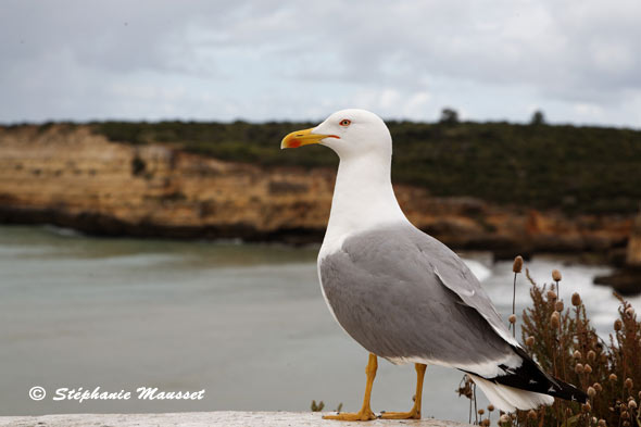 Les falaises d'Albufeira derrière un goeland