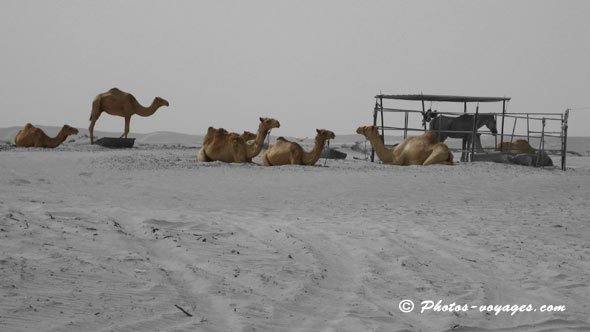 dromadaires dans le désert du Qatar