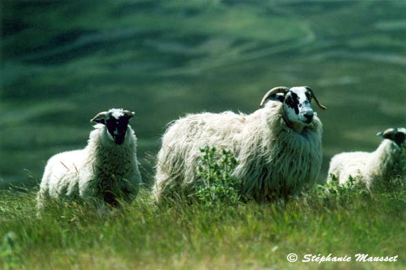 long whool sheeps