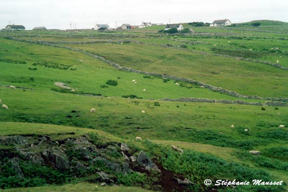 meadow landscape