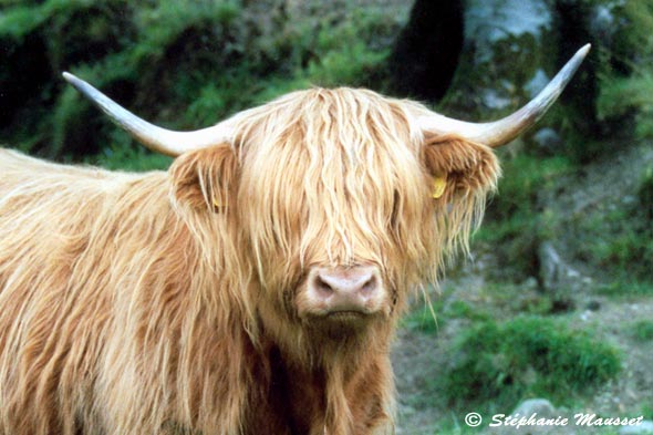 close shot on the Highlands cow