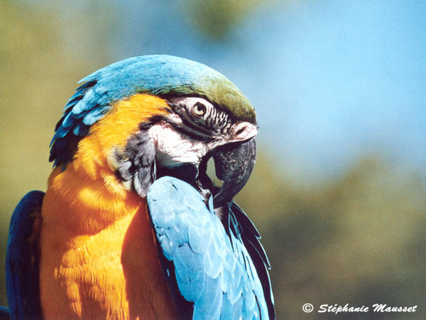 Best of photos ararauna macaw