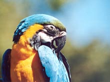 blue yellow macaw