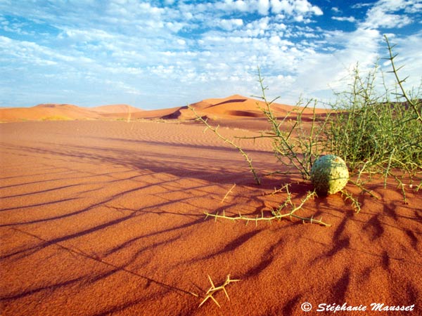 Best of photos paysage du Namib et Nara