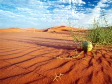 Namib desert