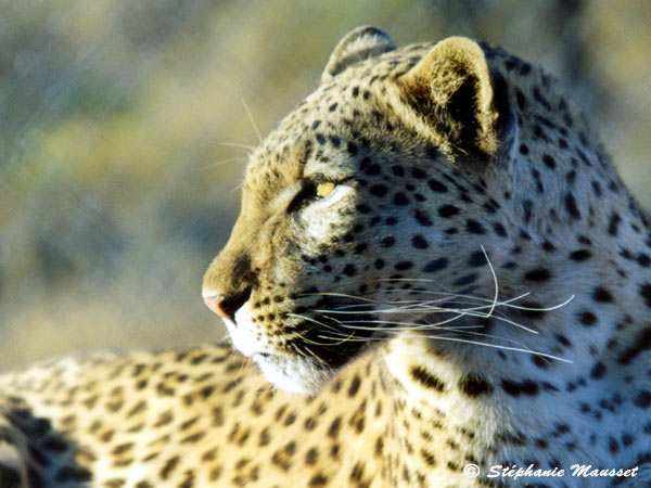 Best of photos gueule de léopard