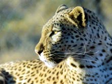 Leopard