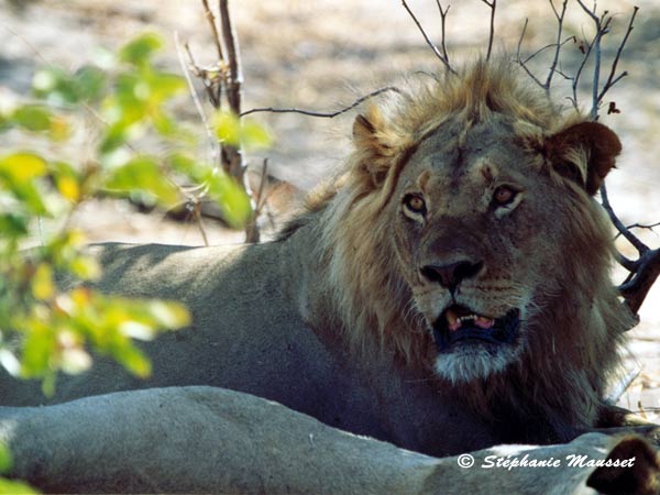 Best of photos lion in the botswanan bush