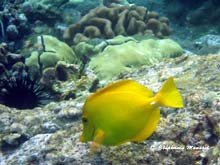 yellow tang