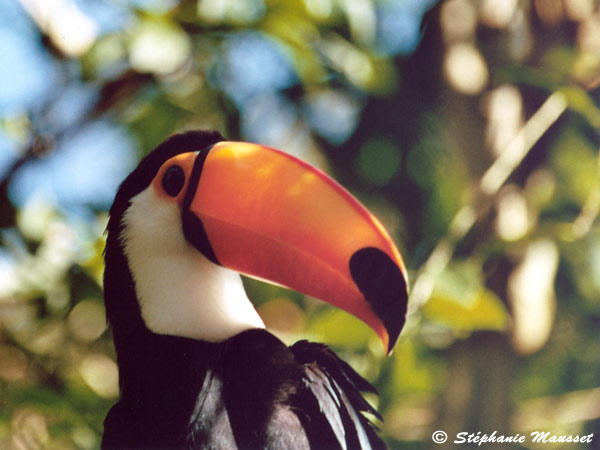 Best of photos toucan au bec orange