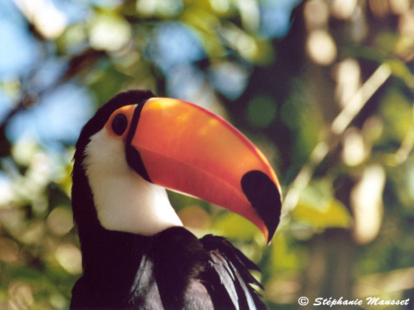 Best of photos toucan with orange beak