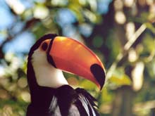 Toucan